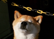 LOL决赛-雷霆如闪电劈开森林狼，小贾伦关键三分书写晋级新篇章