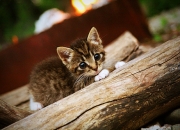 英雄联盟总决赛-跨国联动！劳塔罗客串贝蒂斯，化身关键先生粉碎安哥拉防线