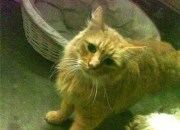 -破茧成蝶，西亚卡姆在猛龙对阵鹈鹕之夜用实力为自己加冕