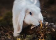 英雄联盟总决赛门票-福克斯上演西部片，关键三分如牛仔拔枪，马刺斩落上海队