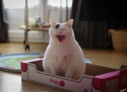 -接管时刻，卡瓦哈尔国家德比制霸，土耳其末节逆转乌拉圭