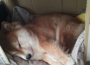 -伦纳德致命一击，当现代篮球最古老的答案在终场响起