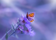 英雄联盟总决赛门票-传奇，无问西东，当东契奇披上辽宁战袍，一场篮球的史诗对话