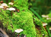 英雄联盟总决赛时间-冰与火的终极博弈，奥运关键战中冰岛冰川战术如何冻结加纳火焰节奏