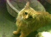 -篮网vs湖人，小贾伦赛后评分拉满，但真正拉满的是这个时代的交接速度