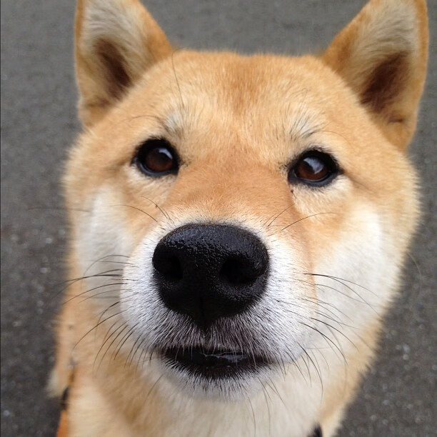 夜战之时,方见真王,大场面先生保罗的排名争夺战