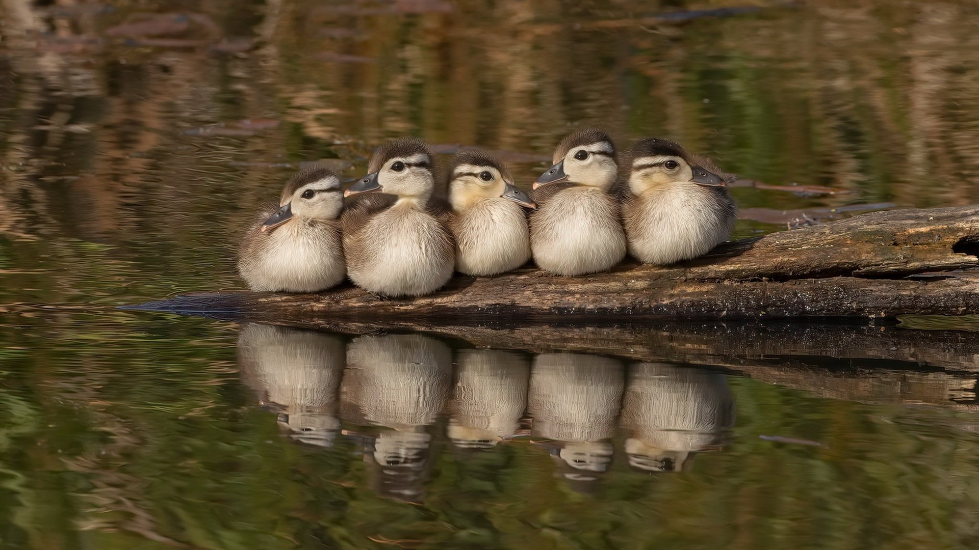 东方蓝潮对阵沙漠雄狮,莱奥的孤独节奏大师表演
