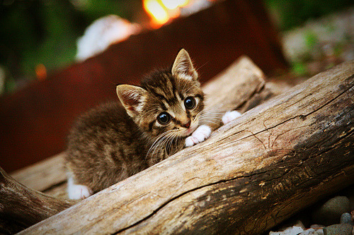 跨国联动!劳塔罗客串贝蒂斯,化身关键先生粉碎安哥拉防线