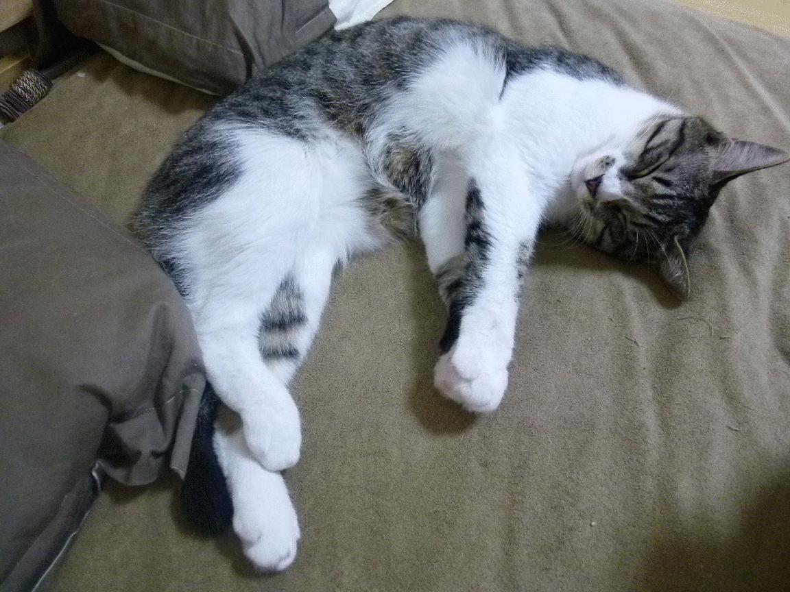 篮球全球化下的独特一日,尼克斯跨洋取胜,文班亚马意甲称雄