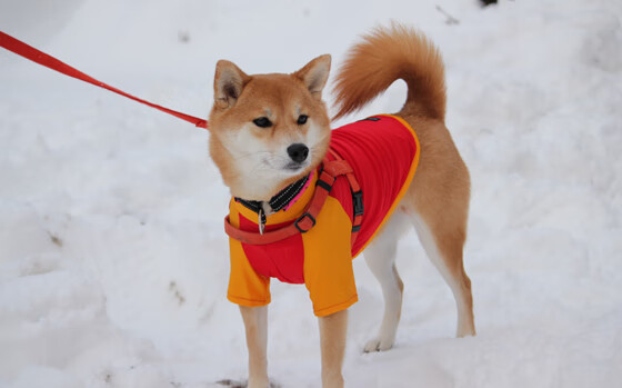 当潘帕斯雄鹰遇见爱琴海风暴,基米希在中场的孤独证明