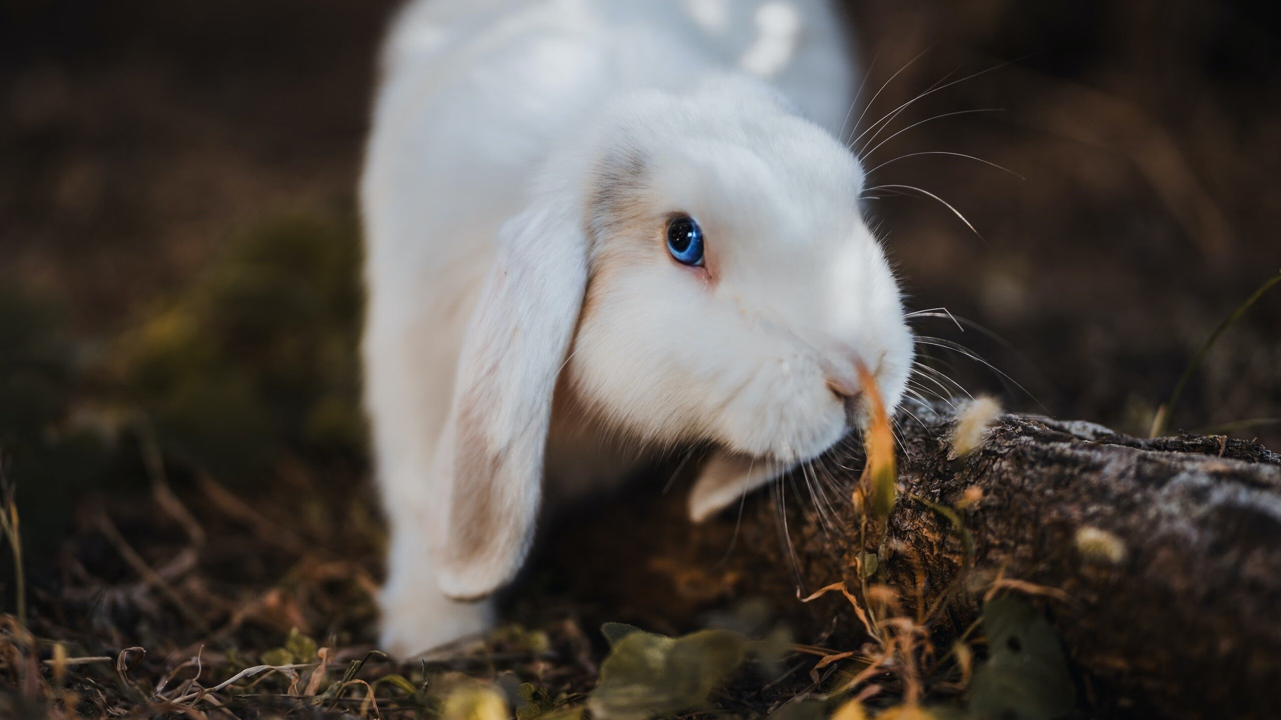 福克斯上演西部片,关键三分如牛仔拔枪,马刺斩落上海队