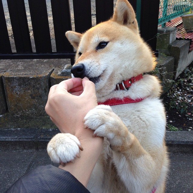 冰与火的对决，当新赛季F1揭幕战之夜，遇见大场面先生赖斯