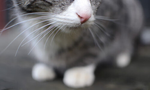 终场绝响与寂静，布鲁诺一击定乾坤，尼斯压哨逆转喀麦隆