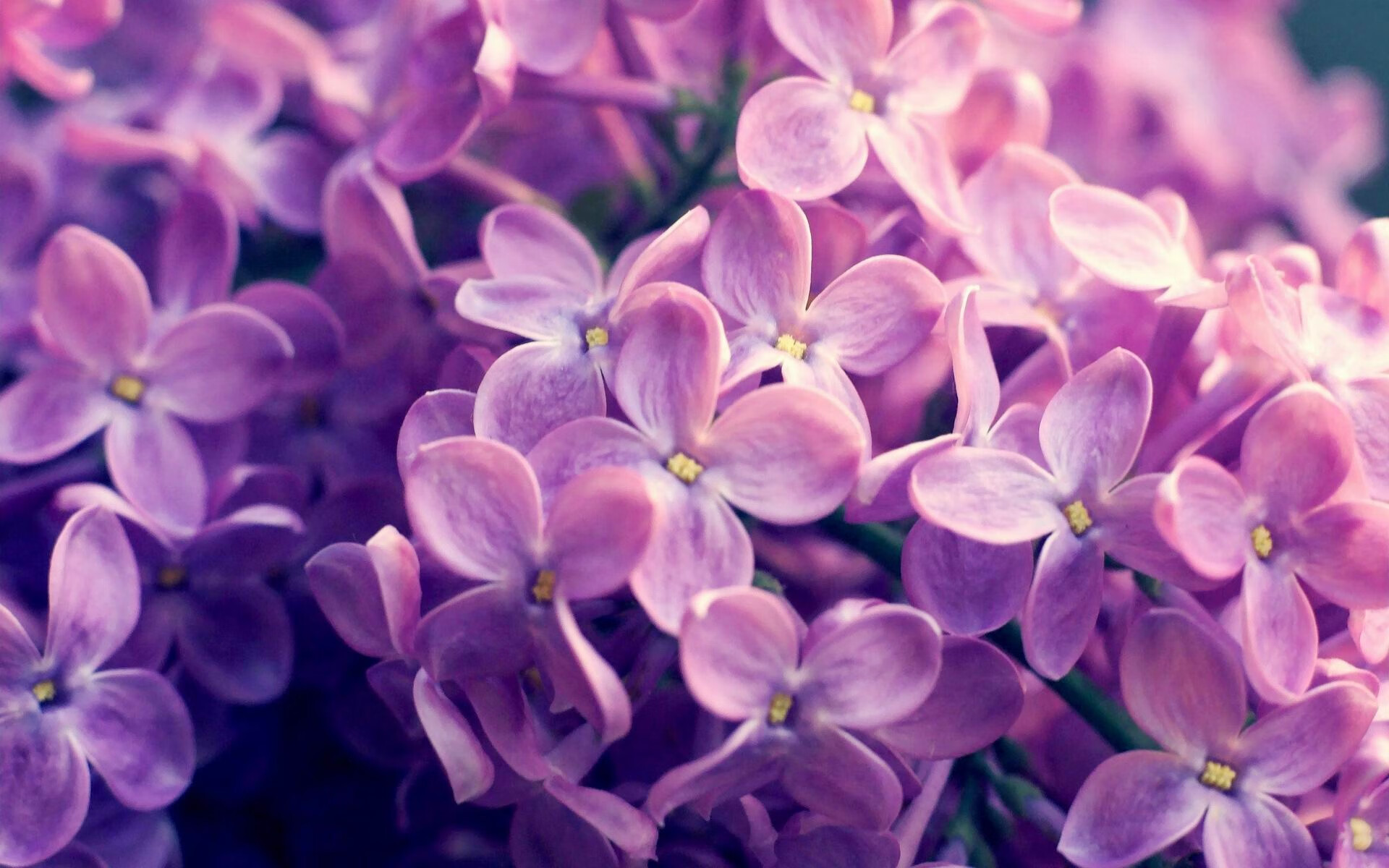 奥运前哨战,爵士窒息防守斩落火箭,西部格局再起波澜