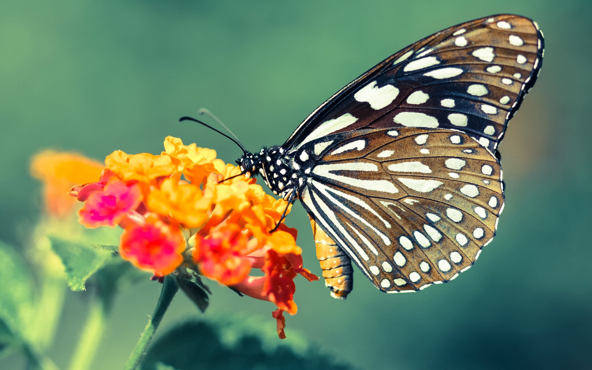精准如瑞士钟表，布雷默，那枚转动命运的发条钥匙