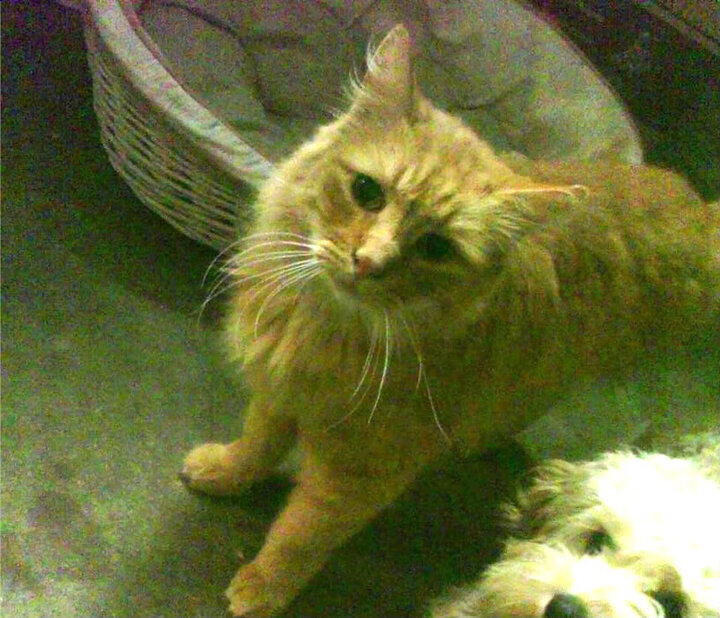 篮网vs湖人，小贾伦赛后评分拉满，但真正拉满的是这个时代的交接速度